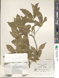 Carya cordiformis image