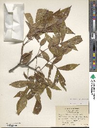 Carya cordiformis image