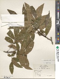 Carya cordiformis image