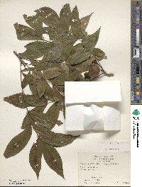 Carya cordiformis image