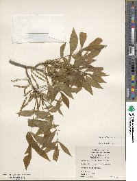 Carya cordiformis image