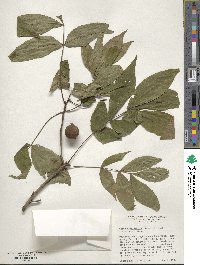 Carya cordiformis image