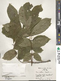 Carya cordiformis image