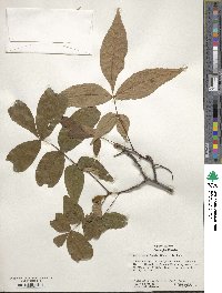 Carya cordiformis image