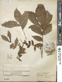 Carya cordiformis image