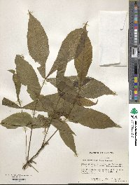 Carya cordiformis image