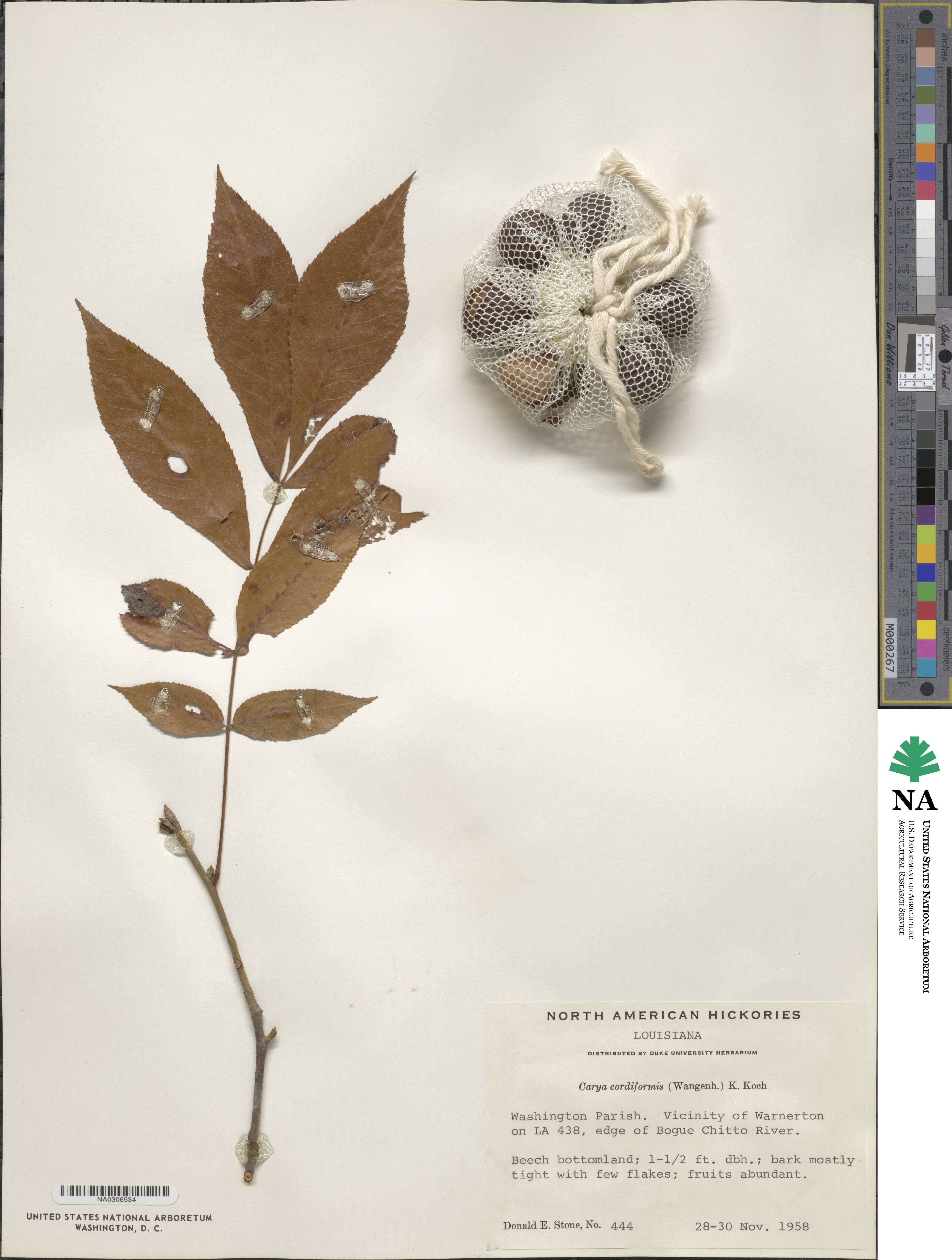 Juglandaceae image