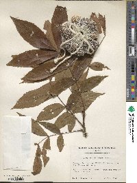 Carya cordiformis image