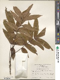 Carya cordiformis image