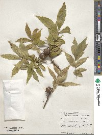 Carya cordiformis image