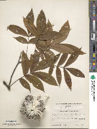 Carya cordiformis image