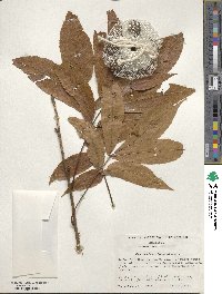 Carya cordiformis image