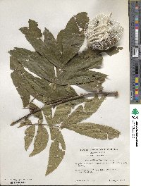 Carya cordiformis image