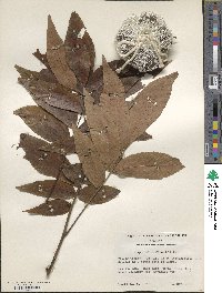 Carya cordiformis image