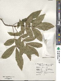 Carya cordiformis image