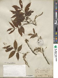 Carya cordiformis image