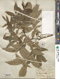 Carya cordiformis image