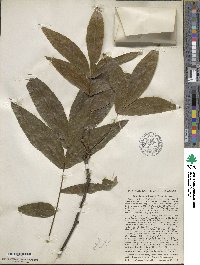 Carya cordiformis image