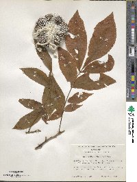 Carya cordiformis image