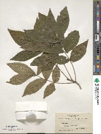 Carya cordiformis image