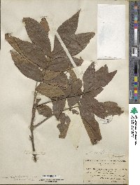 Carya cordiformis image