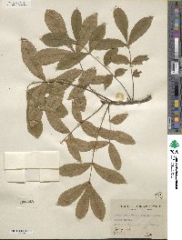 Carya cordiformis image