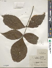 Carya cordiformis image