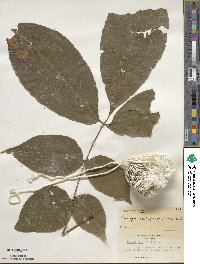 Carya cordiformis image