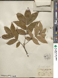 Carya cordiformis image