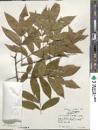 Carya cordiformis image