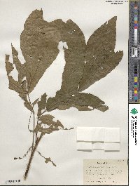 Carya cordiformis image