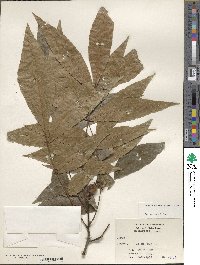 Carya cordiformis image