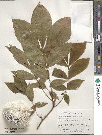 Carya cordiformis image