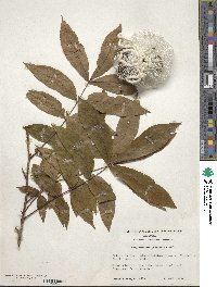 Carya cordiformis image