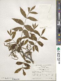 Carya cordiformis image