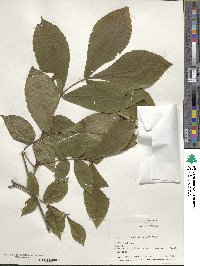 Carya cordiformis image