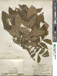 Carya cordiformis image