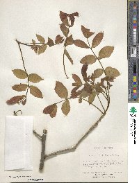 Carya cordiformis image