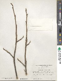 Carya cordiformis image