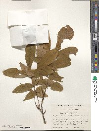 Carya cordiformis image