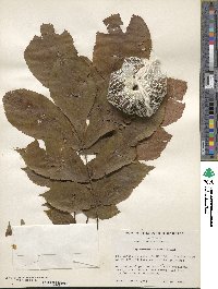 Carya cordiformis image