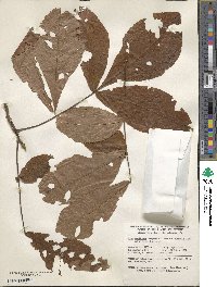 Carya cordiformis image