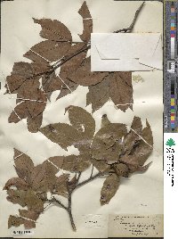 Carya floridana image