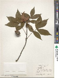 Carya floridana image