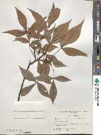 Carya floridana image