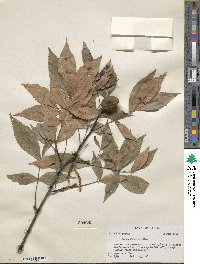 Carya floridana image