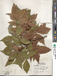 Carya floridana image