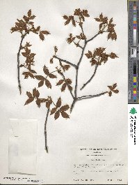 Carya floridana image