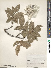 Carya floridana image