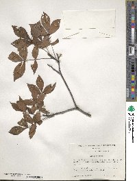 Carya floridana image